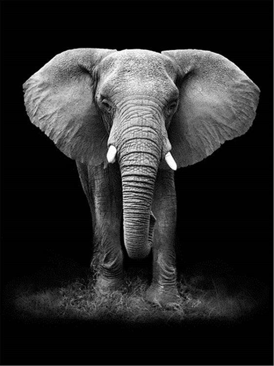 Olifant Donker - Diamond Painting 40x50