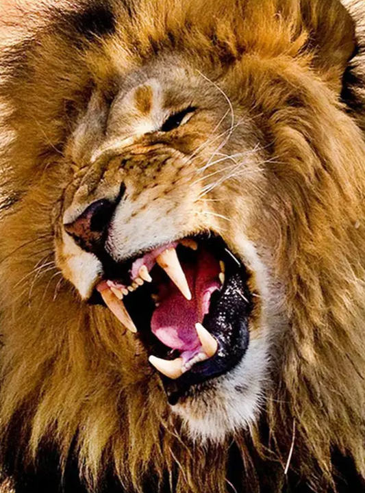 Boze Leeuw - Diamond Painting 40x50