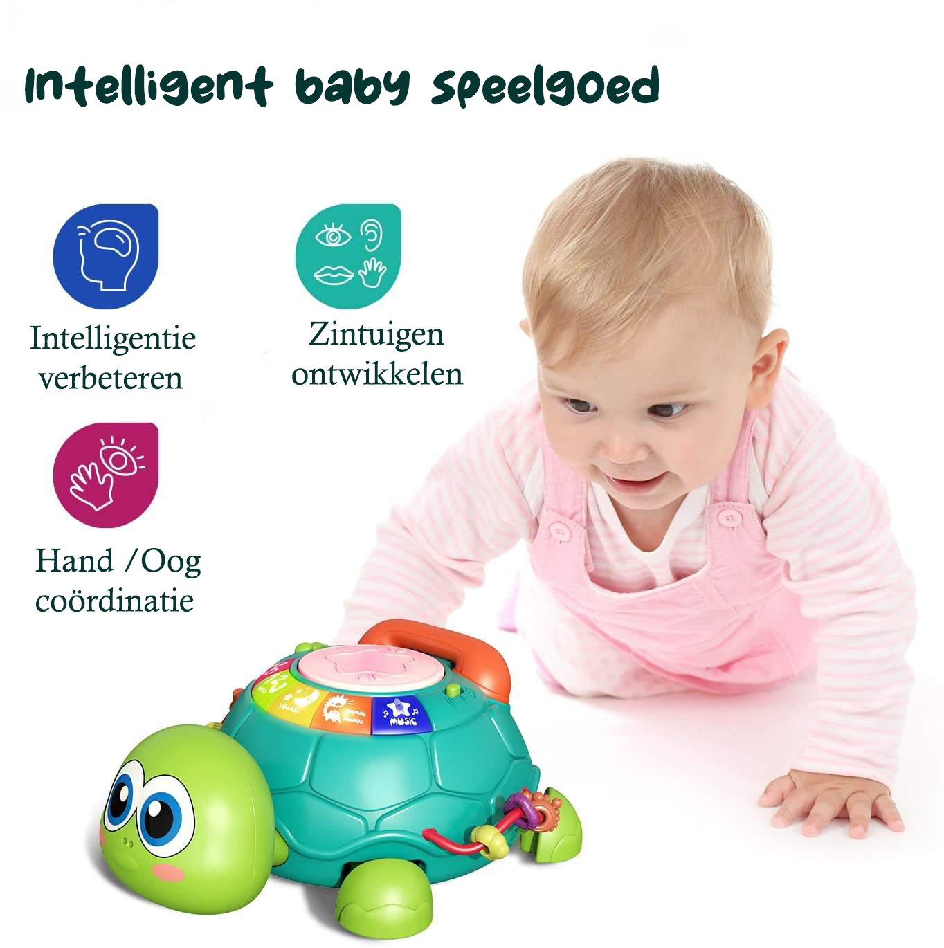Wandelende Schildpad met Muziek